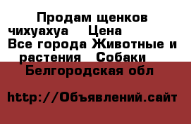 Продам щенков чихуахуа  › Цена ­ 10 000 - Все города Животные и растения » Собаки   . Белгородская обл.